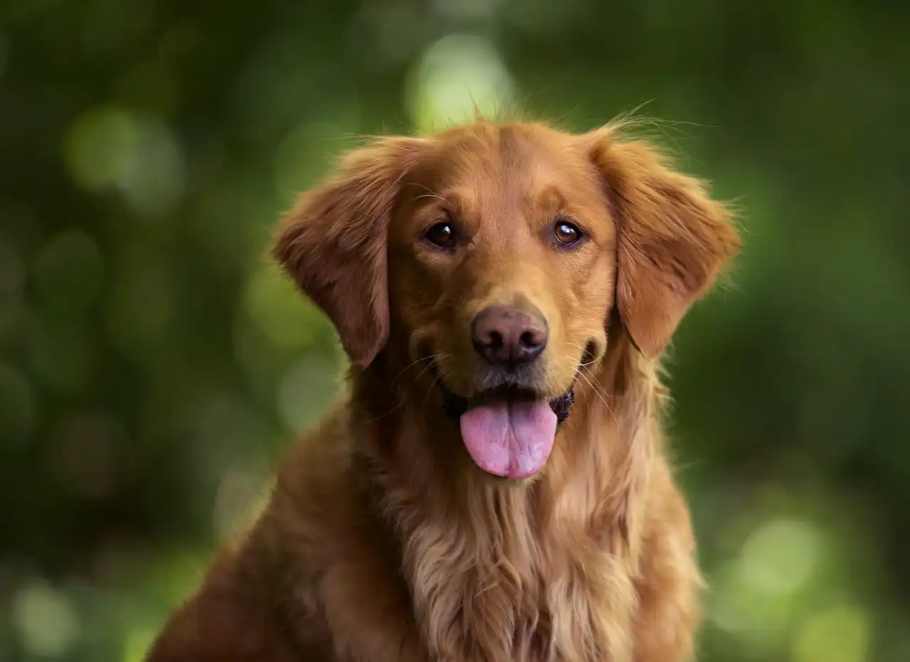 Golden retriever sitting outdoors against a green background