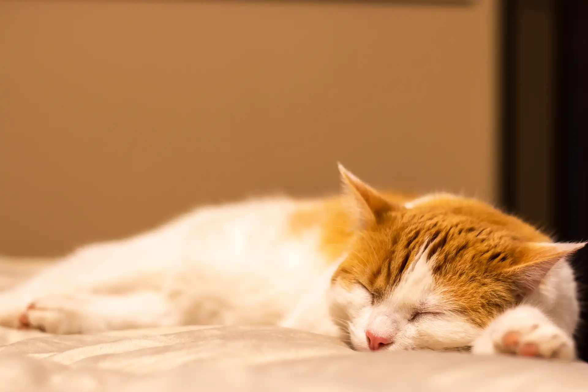 Ginger and white cat sleeping peacefully on a bed at home