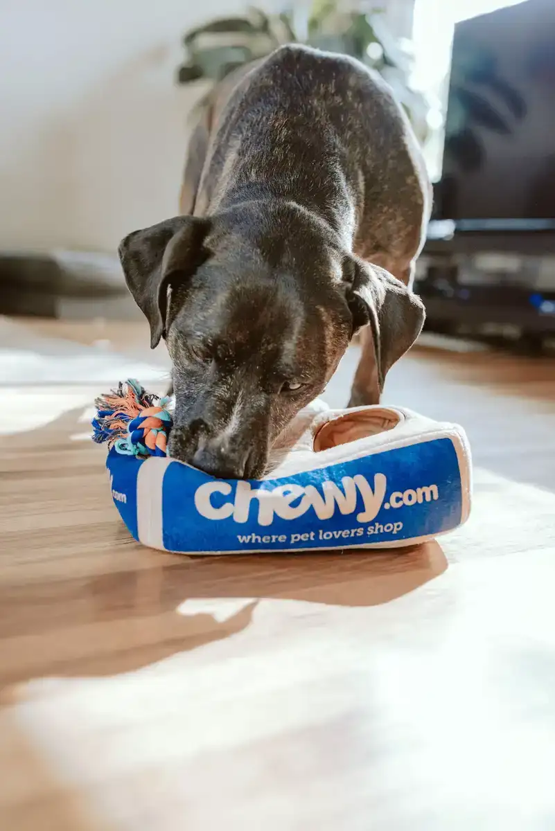Black dog playing with a shoe-shaped Chewy toy at home