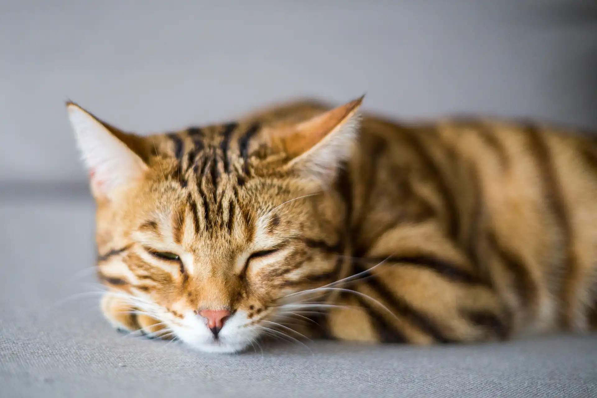 Tabby cat sleeping peacefully on a sofa at home
