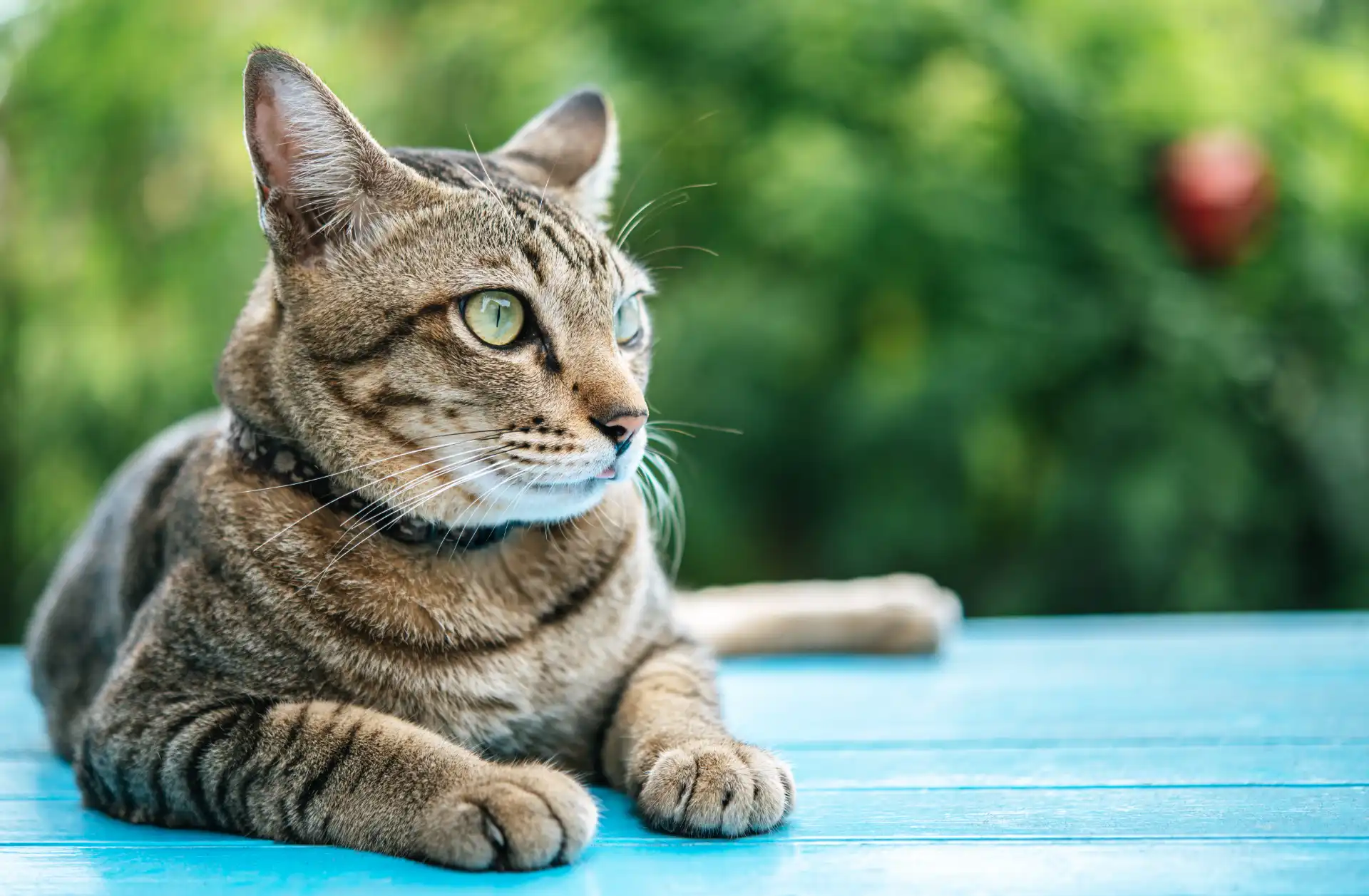 Tabby cat resting on a blue table in a sunny garden